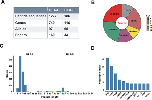 A data summary for Val-Neo. (A) A comparison of counts of neoantigens, genes, alleles and research papers between HLA-I and HLA-II. (B) Distribution of different HLA alleles. (C) Distribution of peptide lengths of different HLA types. (D) Top 10 genes with the most number of validated neoantigens.
