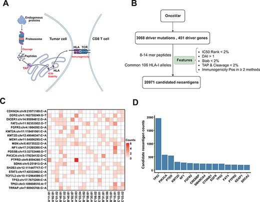 Candidate neoantigens of common cancer driver mutations. (A) The process of antigen presentation, including proteasome cleavage, transport into the endoplasmic reticulum by TAP, binding to HLA and then being presented to the cell surface to activate T cells. The processes of cleavage, translocating into endoplasmic reticulum by TAP, binding to HLA molecule and interacting with TCR are key steps in the antigen presentation process, so we use these features to filter neoantigens produced by common driver mutations as shown in (B) illustration of procedures for obtaining the list of potential neoantigens from common driver mutations by multiple features. (C) Common driver mutations that generate the top 20 amount of neoantigens and corresponding HLA allele (only show HLA alleles with top 20 population frequency). (D) The top 15 genes that can generate the largest number of potential neoantigens.