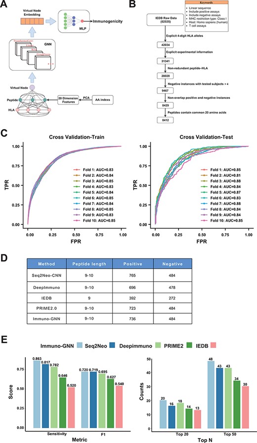 GNN model for immunogenicity prediction. (A) Architecture of the model for predicting immunogenicity based on GNNs (Immuno-GNN). (B) The step-by-step training data filter process, (C) ROC curve of Immuno-GNN on 10-fold cross-validation of the filtered IEDB training dataset. ROC, receiver operating characteristic; AUC, area under curve; TPR, true-positive rate; FPR, false-positive rate. (D) Validation data summary of different immunogenicity prediction tools, these data were extracted from our Neodb database. (E) Comparison of multiple immunogenicity prediction tools based on our collection of validated neoantigen data.