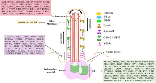 The primary cilium is depicted, with a 9 + 0 microtubular axoneme surrounded by a ciliary membrane. Two ciliary subcompartments, including the basal body (BB) and transition zone (Y-shaped linkers) are shown. Intraflagellar transport (IFT), including motor proteins (kinesin and dynein), IFT-A, IFT-B and Bardet-Biedl syndrome proteins (BBSome) move in both directions (anterograde and retrograde) along cilia. Ciliary localization of proteins encoded by primary and secondary ciliopathy-causing genes is shown in a representative cilia structure.