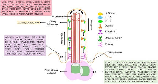 The primary cilium is depicted, with a 9 + 0 microtubular axoneme surrounded by a ciliary membrane. Two ciliary subcompartments, including the basal body (BB) and transition zone (Y-shaped linkers) are shown. Intraflagellar transport (IFT), including motor proteins (kinesin and dynein), IFT-A, IFT-B and Bardet-Biedl syndrome proteins (BBSome) move in both directions (anterograde and retrograde) along cilia. Ciliary localization of proteins encoded by primary and secondary ciliopathy-causing genes is shown in a representative cilia structure.