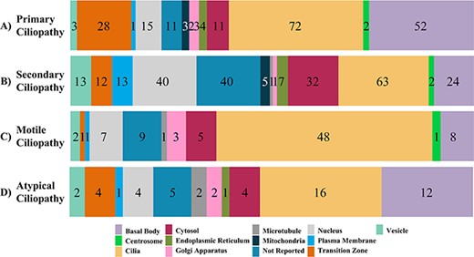 The subcellular localization of ciliopathy disease genes within cells is displayed. Numbers in the bar graph demonstrate how the proteins encoded by the primary, secondary and atypical ciliopathies-causing genes are localized throughout the cell.