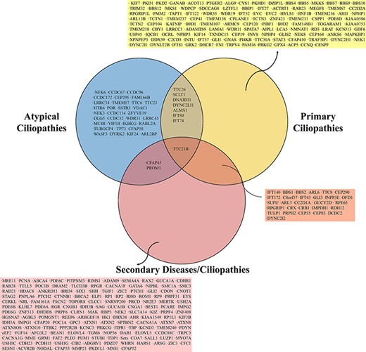The Venn diagram shows shared genes among ciliopathy-related genes of primary, secondary and atypical ciliopathies.