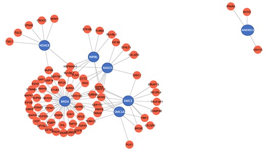 Genes that cause Cornelia de Lange syndrome (CdLS) were analysed using a network. Red represents the ciliary genes, while blue points CdLS associated genes.
