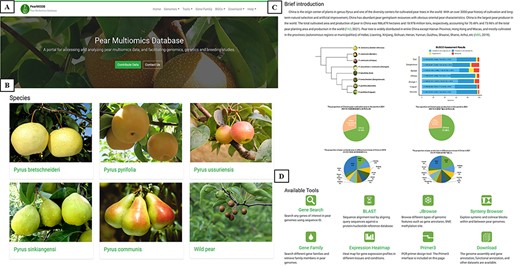 The home page of PearMODB. (A) Drop-down menus to explore different function modules and brief introduction. (B) Representative cultivars of five major cultivated species and wild pear species. (C) Brief introduction about pear cultivation and yield. (D) Available tools on PearMODB.