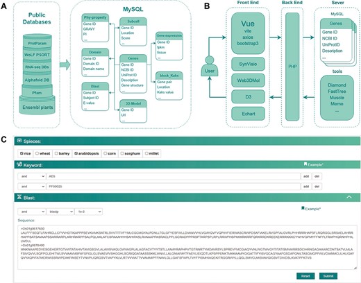 The database construction and MySQL table structure utilized in this study. (A) Public databases or analysis websites providing the data which stored in MySQL. Each cylinder in the left frame represents a different public database or analysis website, with the text on the cylinders denoting their respective names or abbreviations. Ensembl plants and Pfam are located at the bottom, with RNA-seq DBs and AlphaFold DB in the middle layer. RNA-seq DBs comprise GEO, Plant Public RNA-seq Database and PlantNexus, while AlphaFold DB represents the AlphaFold Protein Structure Database. Proparam and WoLF PSORT are positioned at the top. The right frame depicts the design of the MySQL tables, specifically Phy-property, Subcell, Gene-expression, Domain, Blast, 3D-Model, Block_Kaks and Genes. The arrows represent different tables linked through the Gene ID field. (B) The database construction relied on plug-in components, tools and frames. (C) Search module utilized together with options (AND, OR), combining keywords and blast in a certain way in accordance with specific research requirements.