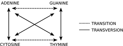 Two basic types of mutations: in transitions there is an exchange of bases of the same class (purine or pyrimidine), while in transversions there is an exchange of bases of different classes. Source: the authors.