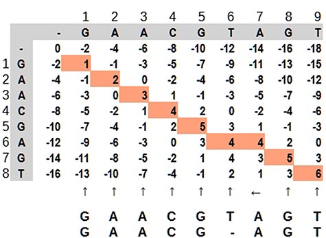 Dynamic programming illustrated by a matrix ‘mn,’ where the highlighted path represents the optimal alignment between the sequences. Source: the authors, based on (25).