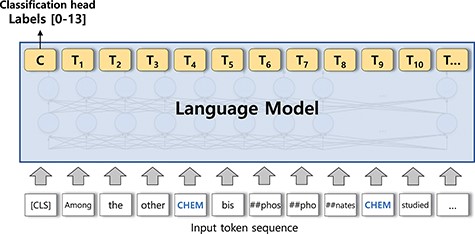 A sequence classification model. The output of the [CLS] token is used for the classification head.