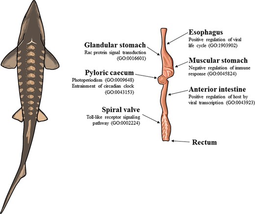 The illustration of a lake sturgeon (Acipenser fulvescens) and the gut tissues used for transcriptome assemblies in the present study. Beneath most gut tissues are representative, significant (q < 0.05), GO terms unique to the tissue identified with enrichR. The GO terms present in the esophagus, glandular stomach, muscular stomach, anterior intestine and spiral valve represent possible innate immune system processes specific to each gut tissue in the present transcriptomes. The GO terms present in the pyloric cecum were processes related to circadian rhythms, unique to the tissue among the transcriptomes analyzed.