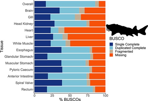 The transcriptome completeness assessed with BUSCO. Single complete represents orthologs that were present singly in a transcriptome, while duplicated complete represents orthologs duplicated in the transcriptome that matched the BUSCO profile. Fragmented orthologs were present in the transcriptomes, but not within the expected range of alignments in the BUSCO profile. Missing orthologs were those present in the BUSCO profile but missing in the transcriptome completely. The tissue-specific transcriptomes are labeled by tissue, while the transcriptome labeled ‘Overall’ refers to an assembly that included all data from the 13 tissues. The BUSCO profile used in the present analysis was the Actinopterygii odb10 dataset. The lake sturgeon icon and colors used were from the fishualize package in R.