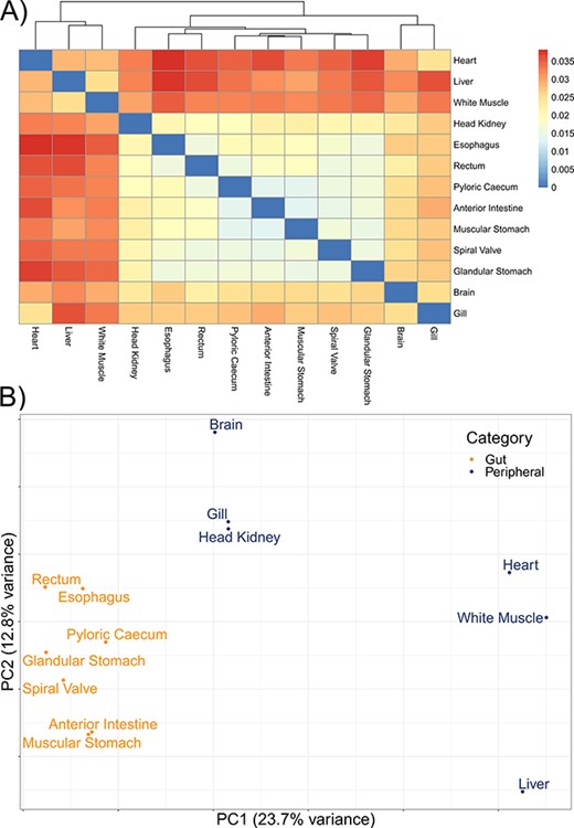 The divergence among 13 tissue-specific transcriptomes of the lake sturgeon (Acipenser fulvescens). (A) A heatmap of pairwise distances between transcriptomes assessed with Mash, where higher Mash distances correspond to greater evolutionary divergence between the transcriptomes. Because no evolutionary divergence is expected for transcriptomes from one population of one species, these distances represent isoforms and paralogs of gene models. Higher values indicate more divergence. (B) A PCA of the present and absent genes in the 13 transcriptomes, performed with prcomp in R. Gut and peripheral tissues were distinguished for visualization, where gut tissues were the esophagus, glandular stomach, muscular stomach, anterior intestine, spiral valve and rectum, while peripheral tissues were the brain, gill, head kidney, heart, white muscle and liver. The distinction in color between gut and peripheral tissues is only for visualization and was not used to categorize data a priori in the PCA.