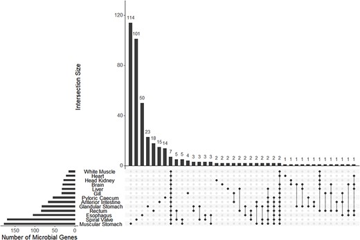 The UpSet plot of shared and unique genes annotated to microbes (bacteria or archaea) from each of 13 tissue-specific transcriptomes of the lake sturgeon (Acipenser fulvescens). Annotations were performed with Trinotate, and bacterial or archaeal genes were identified by filtering for those groups among filtered transcriptome annotation reports.
