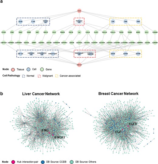 Construction of CCI network. (a) The liver cancer network (LCN) was constructed with six context features, namely ‘source tissue’, ‘source cell type’, ‘source gene’, ‘target gene’, ‘target cell type’ and ‘target tissue’ using Cytoscape. (b) The LCN (left) and BCN (right) constructed by integrating CCIDB and previous four CCI databases are shown. The source databases of CCIDB (blue) and others (cyan) are indicated in different colors, and hub pair genes are indicated (red).