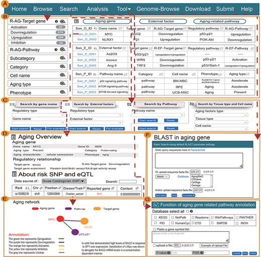 Main function and uses of AgingReG. (A) The top navigation bar helps users use the functions of AgingReG. (B) The snapshot showing the AgingReG browser. (C) Four paths enable searching of specific aging factors and related regulatory relationships. (D) The overview of the details of an aging gene. (E) Target genes potentially associated with aging genes are shown on the basis of five regulatory strategies. Network diagram showing gene–target relationships. (F) BLAST sequences of aging-related genes. (G) Functional annotation of the aging pathway of input data by the hypergeometric test.