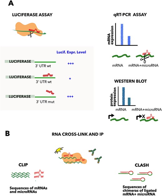 Methods commonly used to detect microRNA–mRNA interactions. (A) Luciferase assay comprises the fusion of the luciferase gene to the 3ʹ UTR of the microRNA target gene and the subsequent transfection of the construct with or without the microRNA. The approach demonstrates the direct interaction, compared to a mutated copy of the predicted complementary region, which acts as a negative control. Quantification of the mRNA (qRT-PCR) or protein level (western blot) helps to distinguish between the mRNA degradation and the translation inhibition, but is not proof of an interaction when used in isolation. (B) CLIP and CLASH. Cross-linking and immunoprecipitation of a RNA binding protein (such as AGO2), followed by RNA sequencing, allows the determination of all the RNAs bound to the protein. These approaches demonstrate direct RNA–RNA binding, if the two interacting RNAs are ligated in a hybrid before sequencing (CLASH (9)).