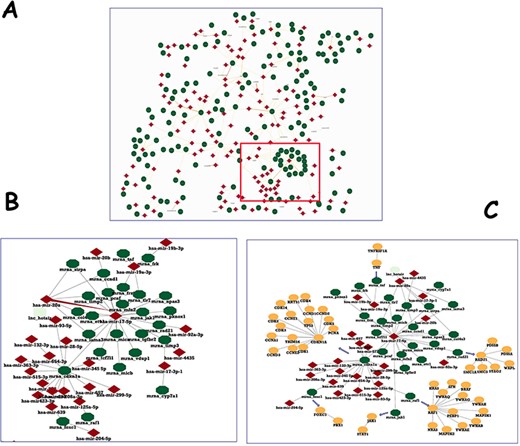 Human microRNA network in IntAct. (A) The section of the human microRNA network, showing hubs of both entry types. (B) Enlargement of a detail to show two nodes and their interactors. (C) PPI network for the genes targeted by hsa-mir-17-5p was downloaded and filtered to a molecular interaction (MI) score (24) of ⋝0.7 and merged with microRNA–mRNA interactions.