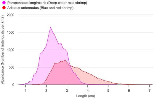 Comparison of the length-frequency distributions of blue and red shrimp (A. antennatus—red) and deep-water rose shrimp (P. longirostris—pink). The abundances on the chart are the average of all areas and years (number of individuals/km2).