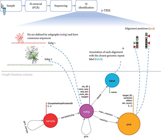 Schema of the graph database archiving clonal data obtained from ISs using γ-TRIS. A node subg represents a subgraph and collects information about a source IS and the consensus sequence. One sample node is connected to many subg nodes, while a subg node is linked to one and only one sample. Subgraph annotations/labels are represented by label nodes, as well as the genomic loci of the ISs on the reference genome are represented by pos nodes. The relationship connecting a subg and a label is called repeat, while the link between a subg and a pos is called insertion. This information is all included in the files representing the input of the tracking step. On the other hand, γ-TRIS links are computed during the tracking step using the rules described in ‘Data description’ section and incrementally, i.e. new gtris links are computed and added only when a new sample is inserted in the database. These links represent the novel approach for speeding up and scaling the tracking step analysis.