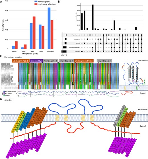 A: Distribution of membrane protein quality levels of AlphaFold structure in Homo sapiens and Leishmania infantum. B: Upset diagram of proteins that are (1) secreted, (2) novel kinetoplastid, (3) expanded (or new) in Leishmania, (4) disordered, (5) contain candidate SLiMs. C: left: Multiple Sequence Alignment of 3ʹA2 related proteins (alignment is available under UniProt AC: E9AGZ3). Amyloidogenic regions, conserved cysteine and integrin-binding motifs are highlighted; right: proposed topology of 3ʹA2 related proteins. D: Frequent SLiMs in the cytoplasmic tail regions of amastins (the numbers denote the unique/total occurrences).