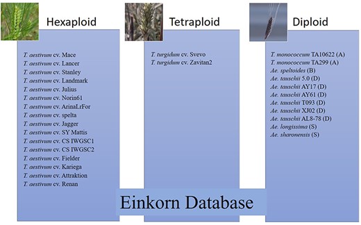 List of hexaploid, tetraploid and diploid wheat species in the pan-genome BLAST database and synteny comparison. Among the total 29 varieties, 16 are hexaploid, two are tetraploid and 11 are diploid (two with A genome, one with B genome, six with D genome and two with S genome).