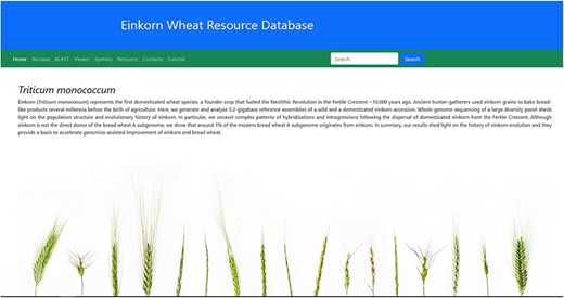 Home page of the einkorn wheat resource database.