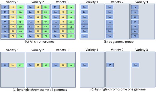The above represents three different hexaploid wheat cultivars BLAST database sets searched by four different parameters [only the (a) quadrant contains all chromosomes for hexaploid wheat]. The other quadrants are partitioned by (b) genome group (1–7A genome), (c) single chromosome all genomes (3ABD), and (d) single chromosome single genome (3A). Database indexing partitioned in such a fashion for (b–d) takes less time and resources (see text for more explanation). For wheat, each chromosome block would represent about 700 Mb.