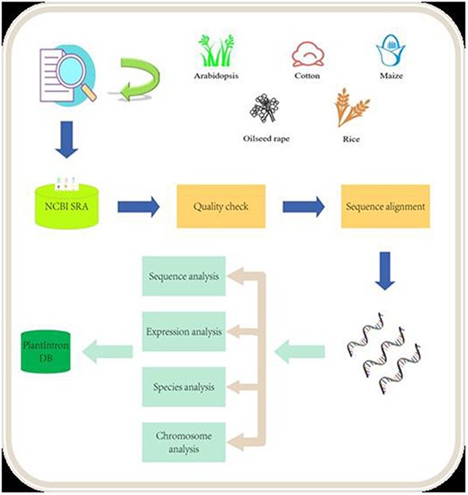 Data analysis pipeline. The raw data from NCB SRA were downloaded and processed after quality check. The alignment data were then analyzed for identifying functional introns. The final results were deposited into the PlantIntronDB.