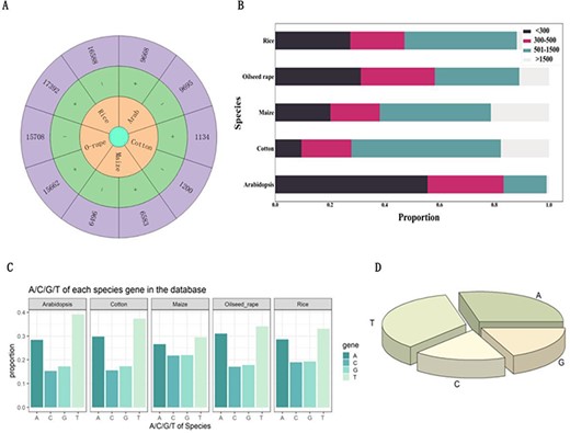 Analysis of introns that hosting functional elements. (A) Number of introns carrying functional elements on the positive and negative strands of Arabidopsis, cotton, maize, oilseed rape and rice. (B) Length of introns with functional elements in Arabidopsis, cotton, maize, oilseed rape and rice. (C) The proportion of each base in introns with functional elements of Arabidopsis, cotton, maize, oilseed rape and rice. (D) The proportion of bases in all introns with functional elements.