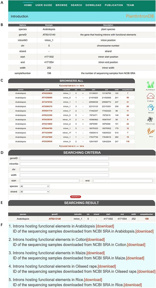 PlantIntronDB database. (A) PlantIntronDB navigation bar. (B) PlantIntronDB user guide page. (C) PlantIntronDB browsing page. (D) PlantIntronDB search page. (E) Search result of PlantIntronDB. (F) PlantIntronDB download page.