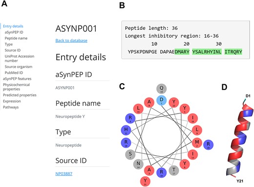 aSynPEP-DB record view for the human neuropeptide Y (ASYNP001). (A) Record view panel showing the information provided for each peptide, including entry details, aSynPEP features, physicochemical and predicted properties, expression and pathway information. (B) Peptide sequence with the inhibitory region detected by the discriminative algorithm highlighted in green. (C) Helical wheel representation for the NPY. Hydrophobic and positively charged residues are colored red and dark blue, respectively. (D) Predicted α-helical conformation obtained for the NPY. The structural model was obtained using AlphaFold through ColabFold. The amphipathic character of the helix is visualized with a hydrophobic face (in red) in front of a second cationic face (in dark blue).