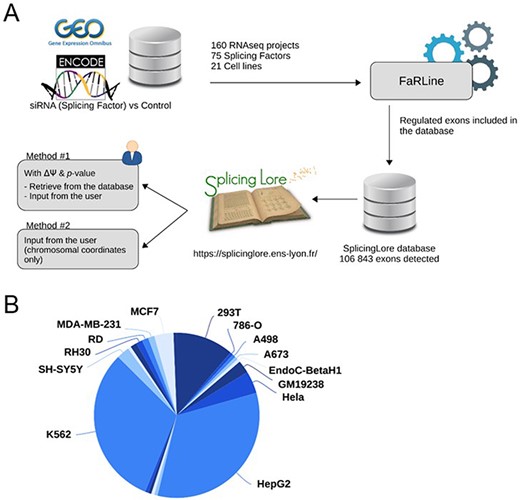 General features of SplicingLore. (A) Outline of the SplicingLore workflow. RNA-seq datasets from GEO and ENCODE databases were uniformly processed with FaRLine to generate lists of alternative exons regulated by 75 SFs in 21 human cell lines. These datasets can be used to compute correlation scores of exon regulation with a list of exons of interest, which is either retrieved from the database or provided by the user (Query Method 1). The user can alternatively query SplicingLore with a list of exons associated only with their chromosomal coordinates (Method 2). In the latter case, the list of exons can include or not a ΔPSI and P-value. (B) Diagram showing the repartition of the SplicingLore datasets between cell lines.