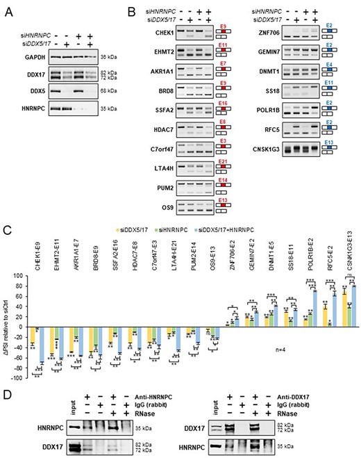 Validation of a functional relationship between DDX5/DDX17 and HNRNPC. (A) Western blot showing the expression of DDX5, DDX17 and HNRNPC following the treatment with siRNA targeted against luciferase (negative control), DDX5/DDX17 and HNRNPC. Quantification of this experiment is shown in Supplementary Figure S7A. (B) RT-PCR analysis showing the inclusion of a selection of alternative exons after the depletion of DDX5/DDX17 and/or HNRNPC in 293T cells. The corresponding gene and exon number (according to FasterDB annotation) are indicated. Exons down-regulated and up-regulated upon SF knockdown are shown in the left and right column, respectively. (C) Quantification of the RT-PCR experiment. The indicated ΔPSI values correspond to the difference between the PSI value of each depleted sample and the control sample. The statistical comparison between each condition (including the unshown control condition) was calculated using a one-way analysis of variance (ANOVA) (Holm–Sidak’s multiple comparison tests: *P < 0.05, **P < 0.01, ***P < 0.001). (D) Co-immunoprecipitation assays between endogenous HNRNPC and DDX17 in 293T cells, in the absence of presence of RNase A.