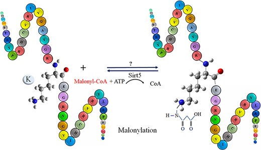 The schematic representation of malonylation process in a protein.