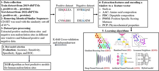 The schematic shows the ML/DL methods for prediction of malonylation sites in protein sequence: 1–3—data collection and dataset creation, 4—features extraction, 5—classifier models, 6—evaluation of the models.