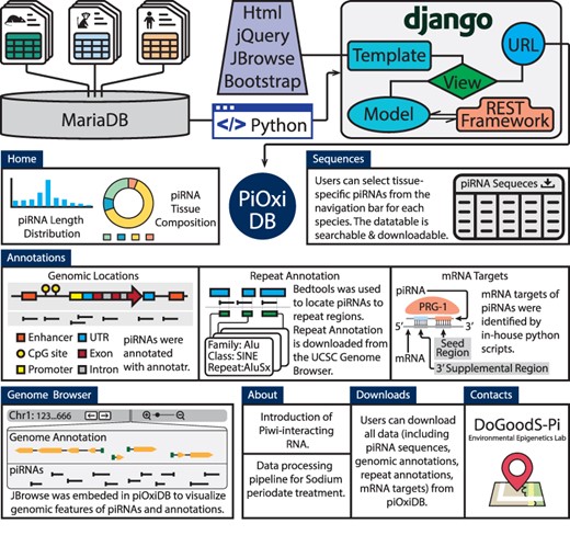 The piOxi DB website includes mouse, macaque and human piRNA data. Data were stored in MariaDB. Django with the REST framework was used to establish the webserver. JQuery, JBrowse and Bootstrap were used in implementing the frontend. The ‘Homepage’ includes a brief introduction and species-specific summary, including piRNA length distributions (histogram) and tissue compositions (pie chart). A representative table is included within the ‘Sequences’ that contains tissue-specific piRNA data for each species. The ‘Annotations’ tables indicate specific genomic locations, repeats and potential mRNA targets for the piRNA sequences found within piOxi DB. The ‘Browser’ function of piOxi DB allows the users to visualize the piRNA sequences of piOxi DB, relative to their corresponding genomic annotations. The ‘About’ section provides a brief introduction about piRNA, followed by ‘Downloads’ for data extrapolation and ‘Contacts’.