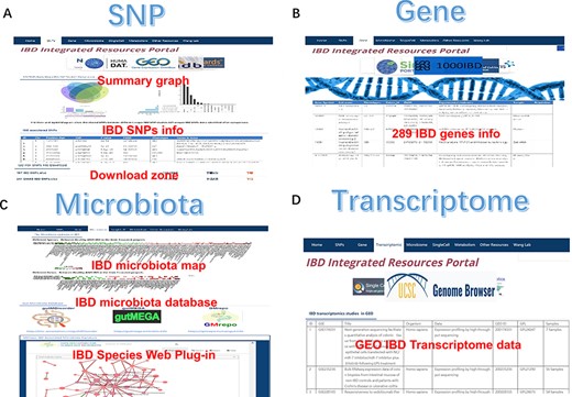 The SNP, gene, microbiota and transcriptome section of IBDIRP. (A) The SNP section conllected more than 320 unique risk SNPs associated with IBD. (B) The gene section displays 289 IBD-related genes based on the database’s collection. (C) The sorted IBD-related microbiota data are available in microbiota section. (D) The transcriptome section displays 153 IBD-related transcriptome data.
