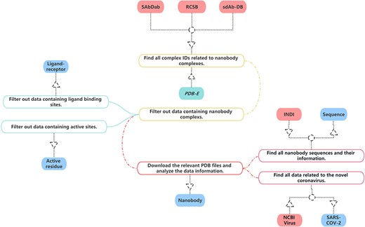Alt text: The flowchart illustrates a systematic approach to database construction, showing the data collection and processing workflow for the NanoLAS database. It starts with data extraction from sources like PDB, SdAb-DB and Opig-SAbDab, followed by steps such as data filtering, alignment and integration into the NanoLAS database.