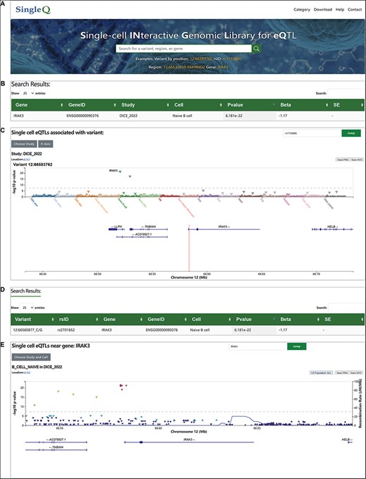 Web interface of SingleQ database. (A) Browser navigation bar and search box of SingleQ with an example. (B) Example of results obtained through variant search. (C) Example of LocusZoom plot in the results page of variant search. (D) Example of results obtained through region search. (E) Example of LocusZoom plot in the results page of region search.