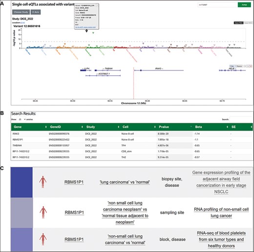 Exploration of cell type-specific regulatory effect of rs1732887 using SingleQ. (A) Variant-centric SingleQ view of eQTLs, showing associations between rs1732887 and expression levels of genes within 2 Mb across diverse cell types or cell states. (B) Summary statistics of rs1732887 with IRAK3 and RBMS1P1 in naïve B cells. (C) Examples of external link, PheWeb which indicates a link between low expression of this gene and lung-related diseases.