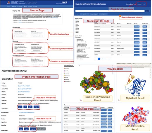User interface of ProNet DB. Top-left: Home page contains three subsections: servers, databases and visualization tools. Top-right: NucleicNet DB page. Users can search, filter and view the searched results. On the top-right corner of NucleicNet DB page, a toggle button provides different protein sources. Bottom: Protein information page and visualization details for each item.