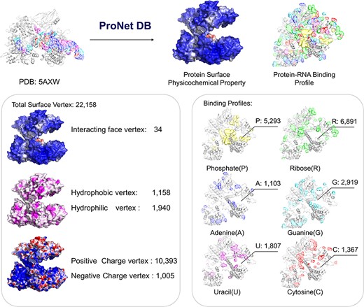 Case study (PDB: 5AXW): ProNet DB shows comprehensive information of the protein structure surface fingerprints as well as the protein–RNA binding landscape. On the left panel: Iface region is consistent with the nucleic acid-binding sites, and electron donor region is located at non-binding sites. On the right panel: The RNA-binding landscape shows the RNA-binding sites located at the inner region.