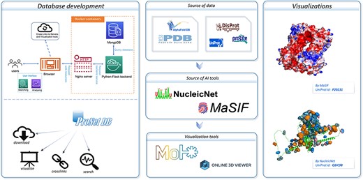An overview of the ProNet DB and the illustration for two main outputs. The right panel shows the example of the protein surface physicochemical property and RNA-binding profiles.