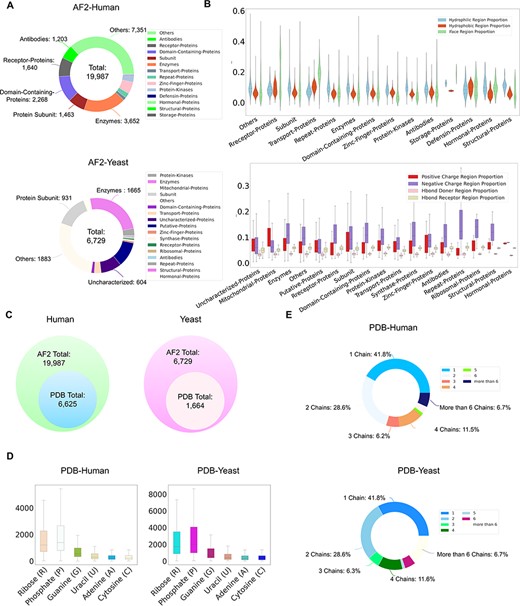 ProNet DB statistics for both human and yeast results in AlphaFold DB and PDB. (A) The functional classification for protein structures in both AlphaFold DB and PDB. (B) The upper panel illustrates the protein surface physicochemical property distribution including hydrophilic, hydrophobic and interacting face region proportion of human protein surface in AlphaFold DB. The beneath panel reveals the distribution of the positive/negative charge region and the Hbond Donor/Receptor region proportion of yeast protein surface in AlphaFold DB. (C) Venn diagram shows the number of experimentally validated protein structures from PDB, compared with computationally predicted structures from AlphaFold DB. (D) Detailed comparison of the proportion of binding profiles of each RNA constituent in PDB, e.g. four bases: adenine (A)/guanine (G)/cytosine (C)/uracil (U) and two backbone constituents: phosphate (P) and ribose (R). (E) The proportion of the number of chains in the PDB database in human and yeast.