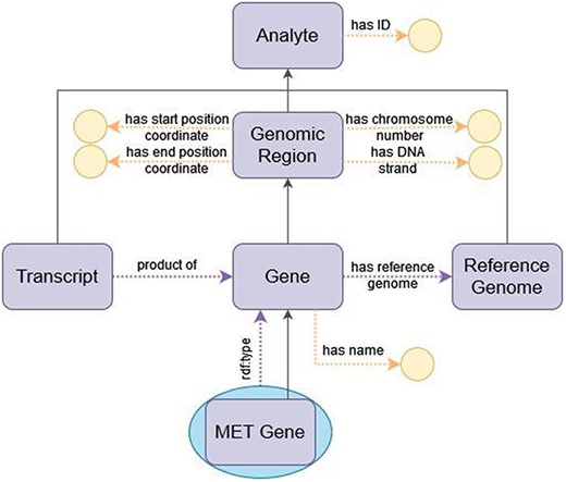 Diagram of the representation of a gene in ImPO. Purple rectangles represent classes, blue ellipses represent individuals, and yellow circles represent data values; black arrows represent subclass axioms; purple arrows represent rdf:type assertions of individuals or object property restrictions relating classes; yellow arrows represent data property restrictions of classes.