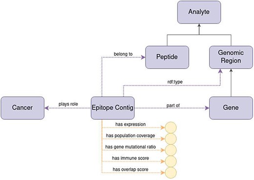 Diagram of the representation of the concept of epitope contig in ImPO. Purple rectangles represent classes, blue ellipses represent individuals, and yellow circles represent data values; black arrows represent subclass axioms; purple arrows represent rdf:type assertions of individuals or object property restrictions relating classes; yellow arrows represent data property restrictions of classes.
