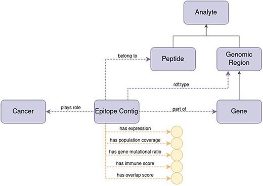 Diagram of the representation of the concept of epitope contig in ImPO. Purple rectangles represent classes, blue ellipses represent individuals, and yellow circles represent data values; black arrows represent subclass axioms; purple arrows represent rdf:type assertions of individuals or object property restrictions relating classes; yellow arrows represent data property restrictions of classes.