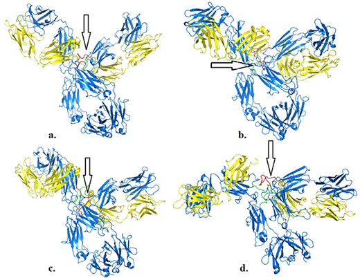 Structures of pembrolizumab (PDB 5DK3) after 100 ns at 310 K (a), 311 K (b), 312 K (c) and 313 K (d). Hinge regions are indicated by arrows.
