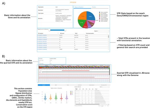An example view of a query gene and an STR search in STRIDE-DB. (A) The resultant page of gene-wise search in STRIDE-DB for PPP2R2B gene. (B) Describing the selected STR from the PPP2R2B gene with genome browser visualization, population-wise repeat distribution, GWAS, ClinVar, Alu elements and Haploblocks nearby STR loci and conservation score on the STR region.