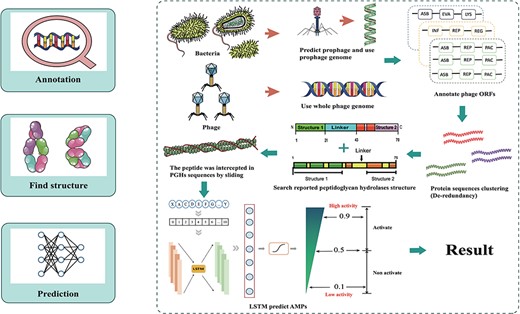 Workflow for ESKAPE-derived peptides mining. The main steps include annotation of phages and prophages, de-redundancy, search PGH structure and scoring of antibacterial activity.